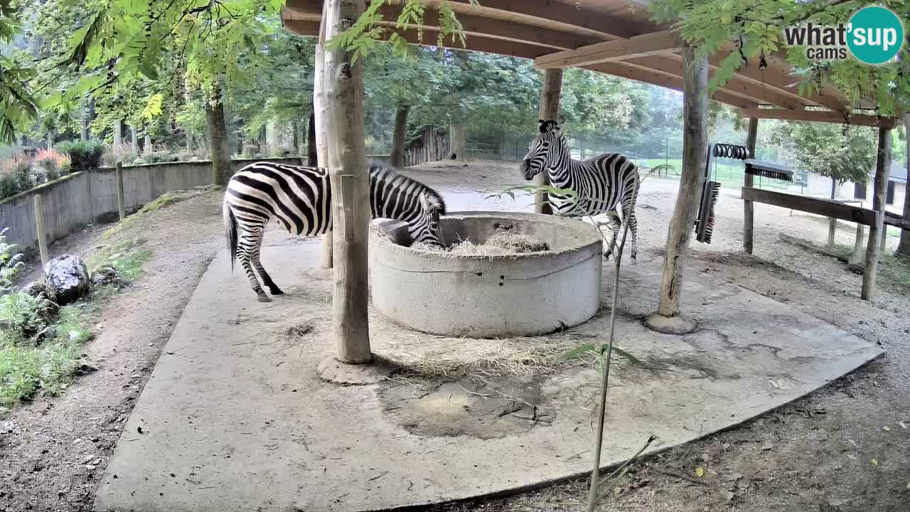 Web kamera uživo Zebras u ZOO Ljubljana – Slovenija