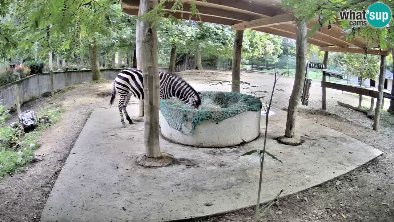 Live webcam Zebras in Ljubljana ZOO – Slovenia