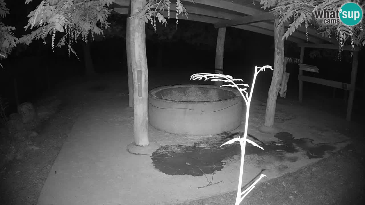 Live webcam Les zèbres in Ljubljana ZOO – Slovénie