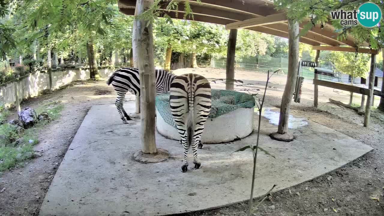 Camera en vivo Cebras in Ljubljana ZOO – Eslovenia
