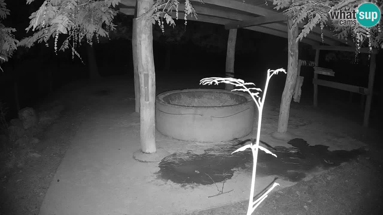 Le Zebre nello ZOO di Ljubljana – Slovenia Live webcam