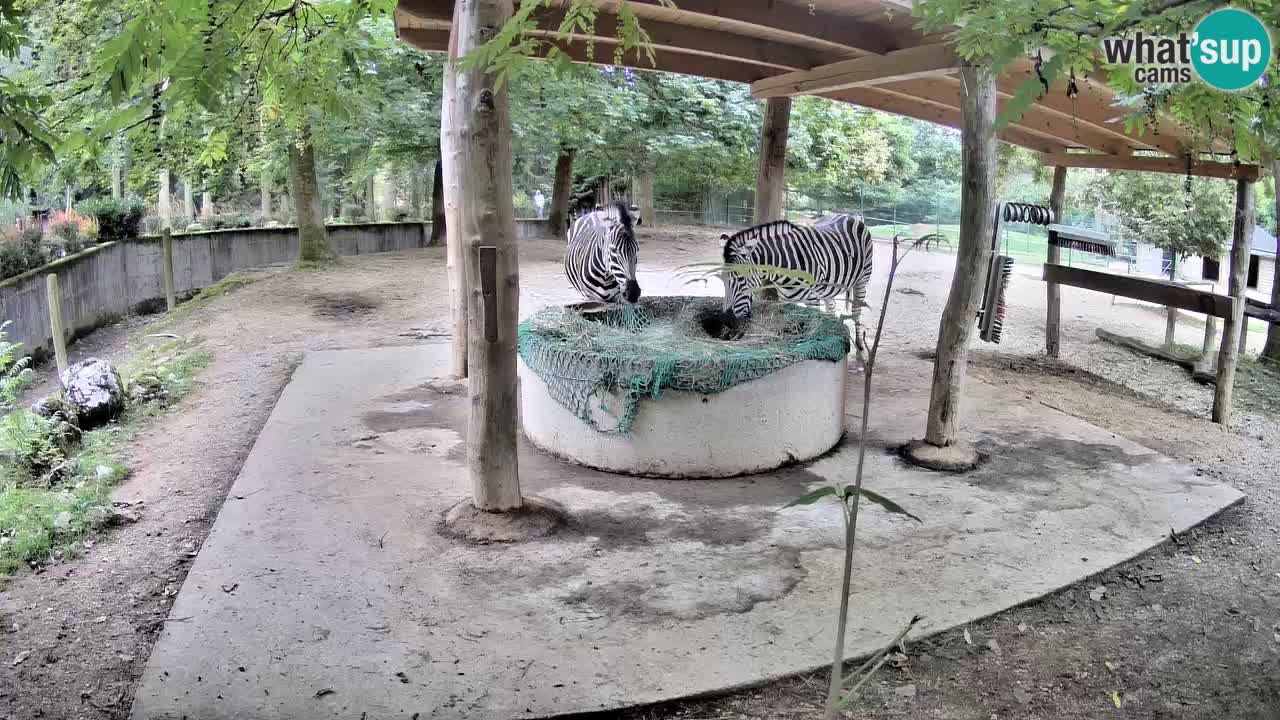 Web kamera uživo Zebras u ZOO Ljubljana – Slovenija