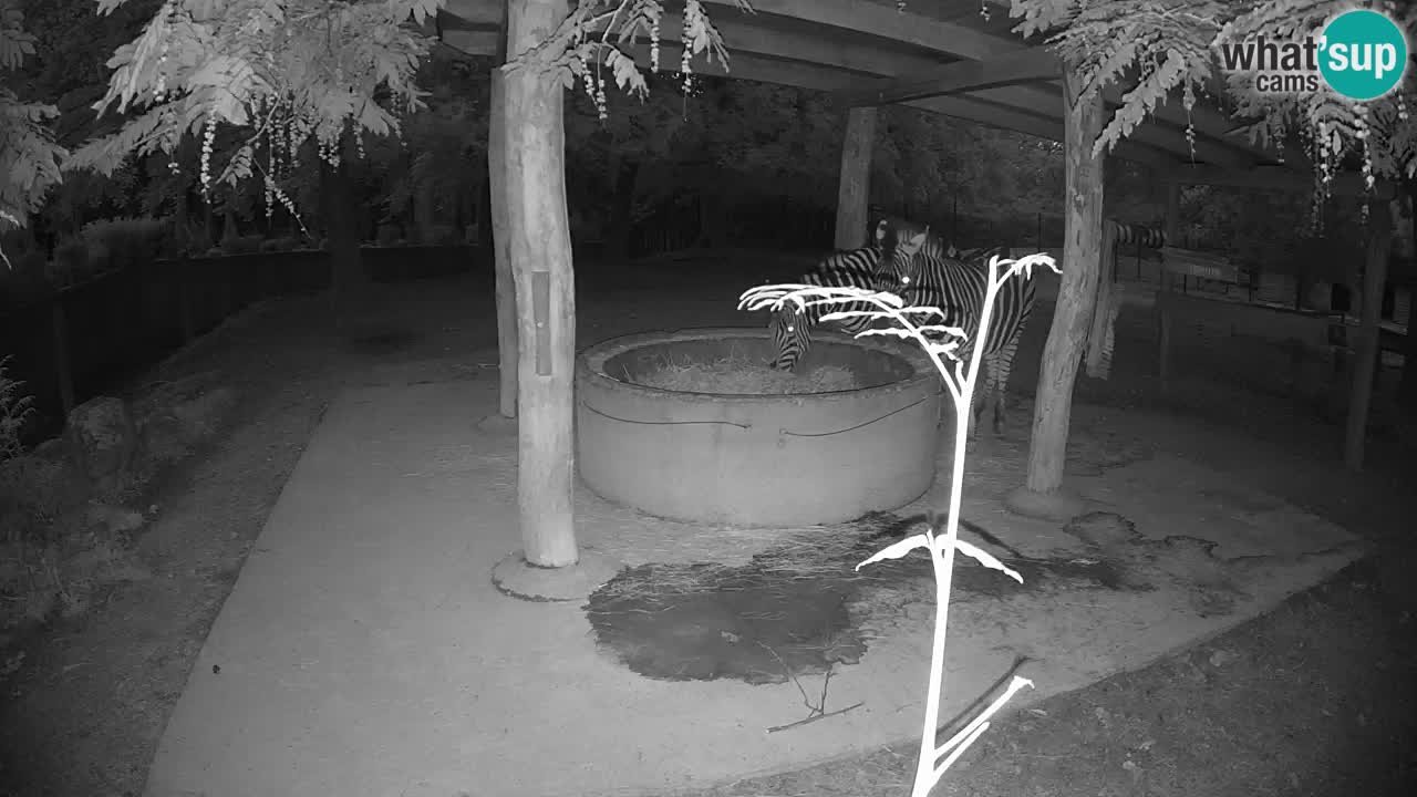 Le Zebre nello ZOO di Ljubljana – Slovenia Live webcam