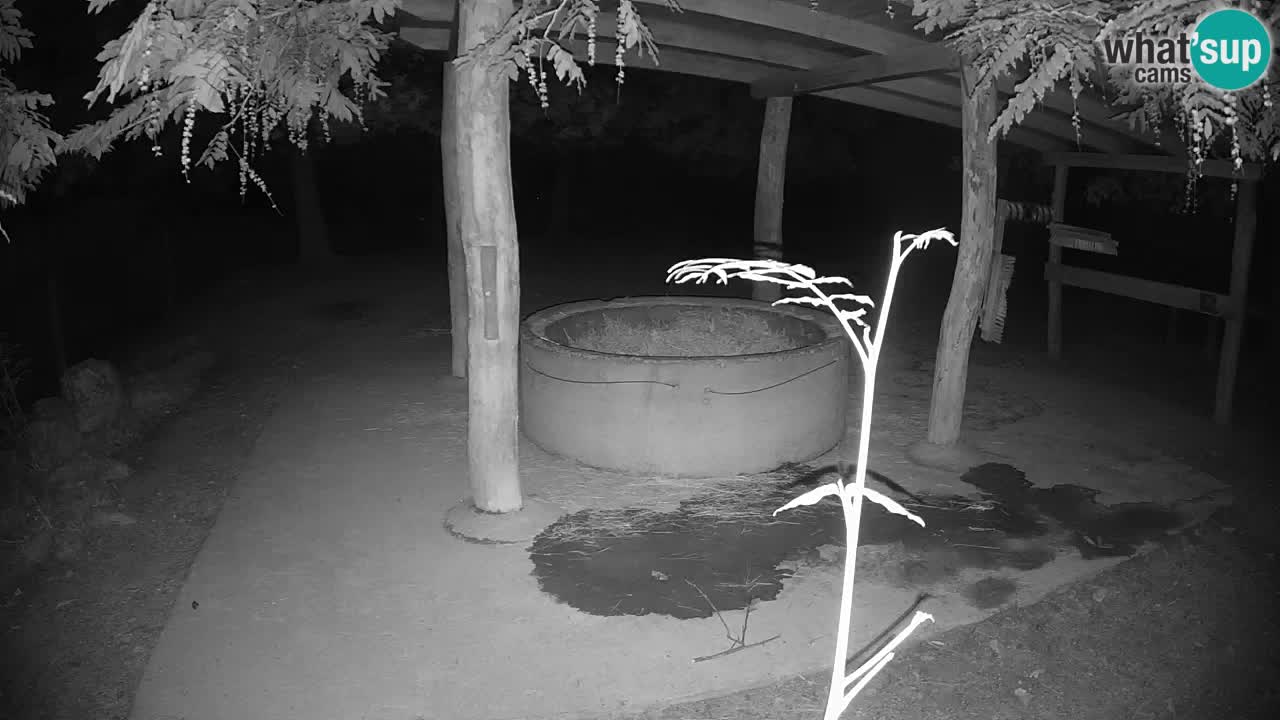 Live Webcam Zebras in Ljubljana ZOO – Slowenien