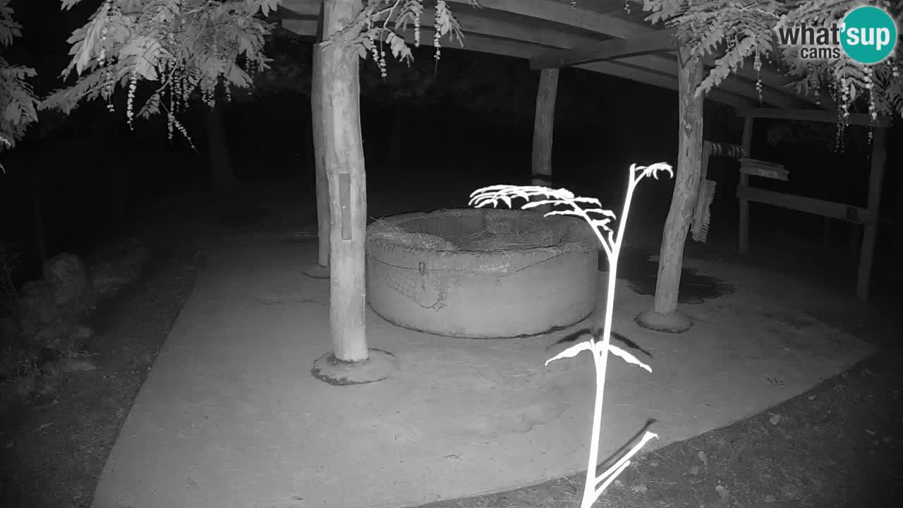Live webcam Zebras in Ljubljana ZOO – Slovenia
