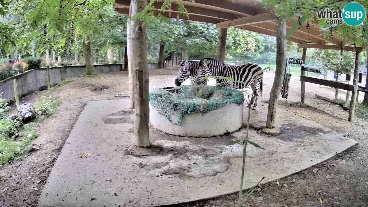 Live Webcam Zebras in Ljubljana ZOO – Slowenien