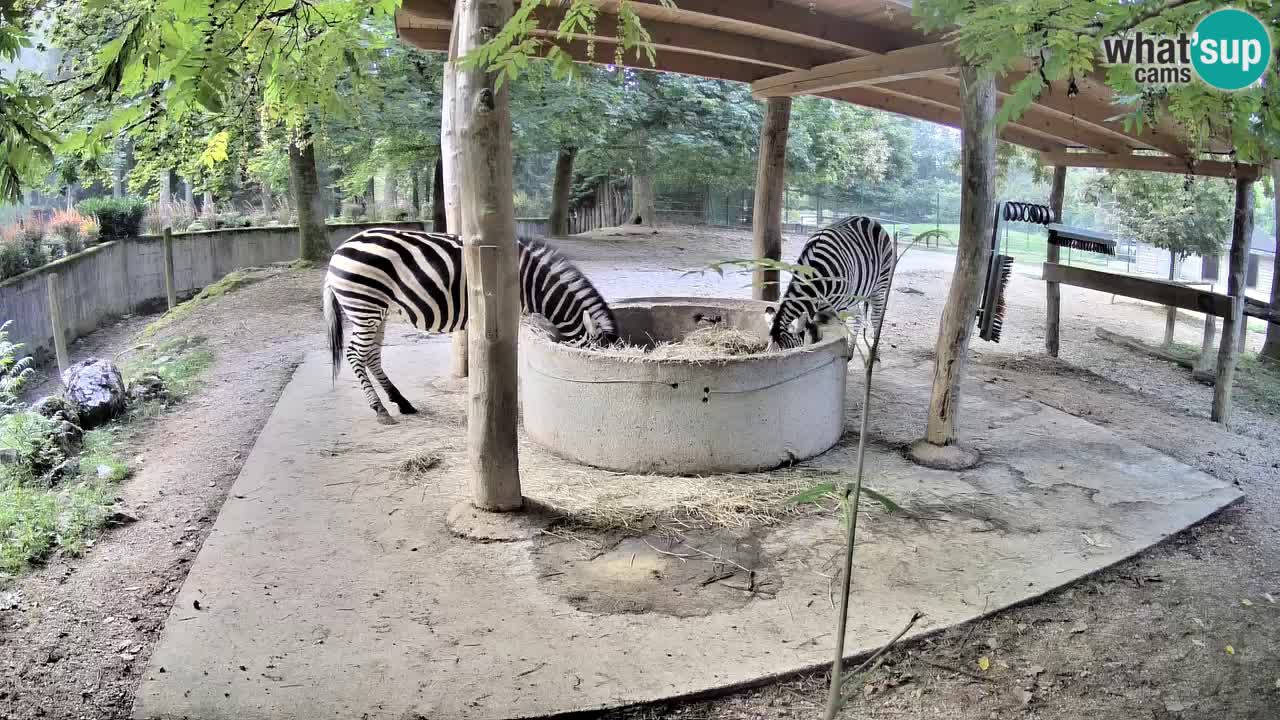 Zebre v živo v živalskem vrtu Ljubljana ZOO spletne kamere