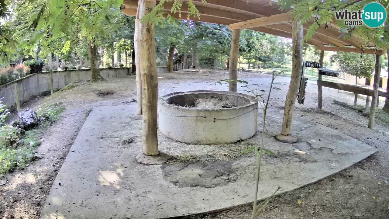 Zebre v živo v živalskem vrtu Ljubljana ZOO spletne kamere