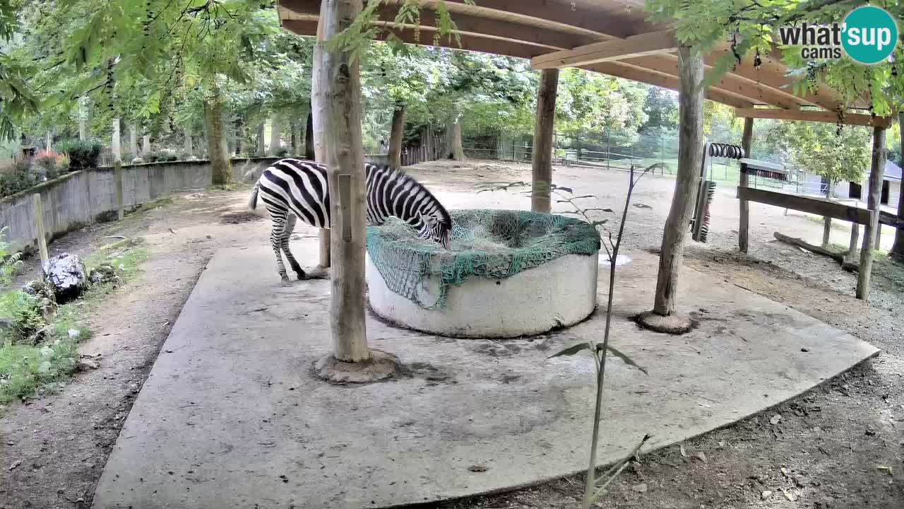 Le Zebre nello ZOO di Ljubljana – Slovenia Live webcam
