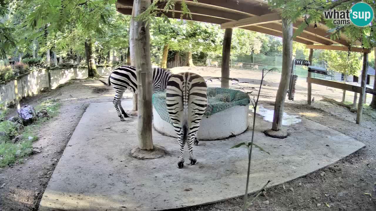 Live webcam Zebras in Ljubljana ZOO – Slovenia