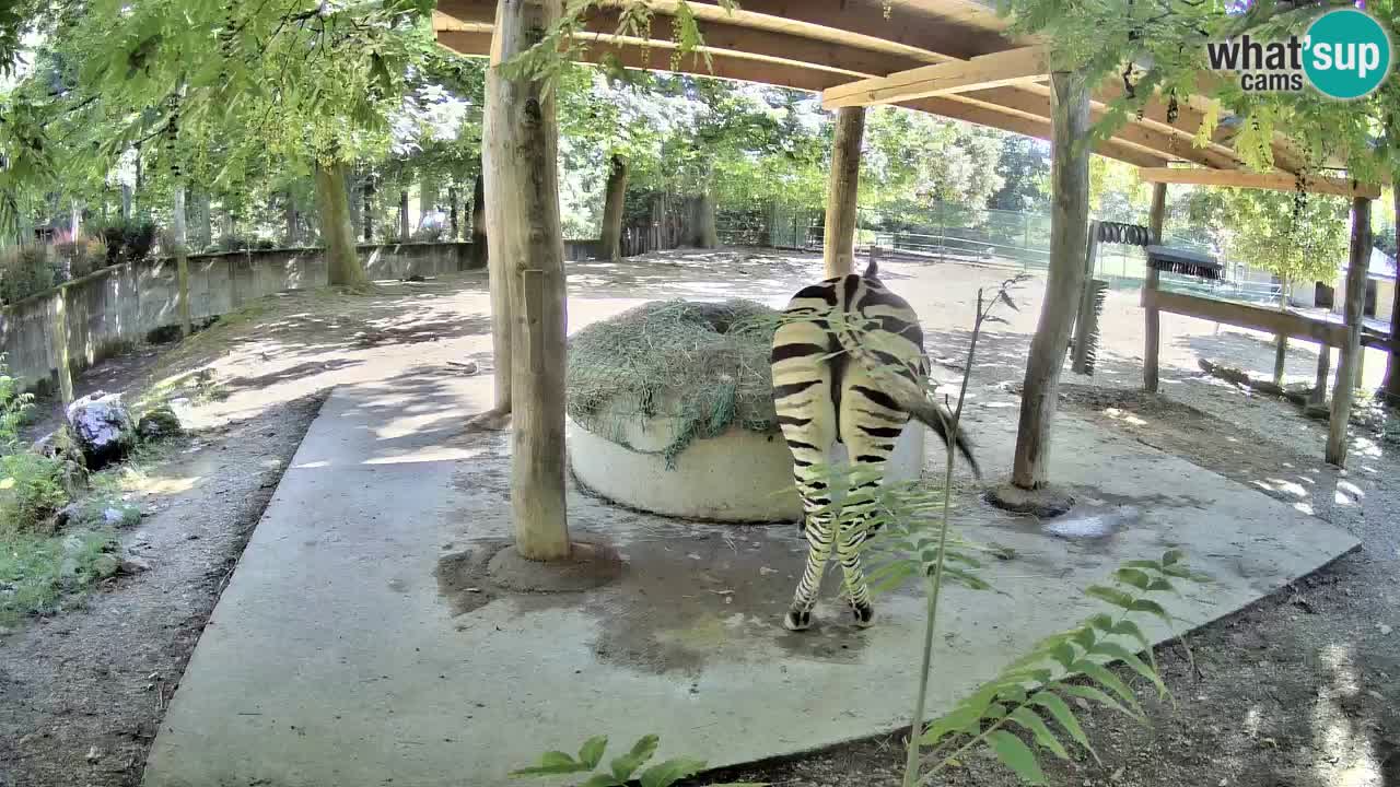 Live webcam Zebras in Ljubljana ZOO – Slovenia