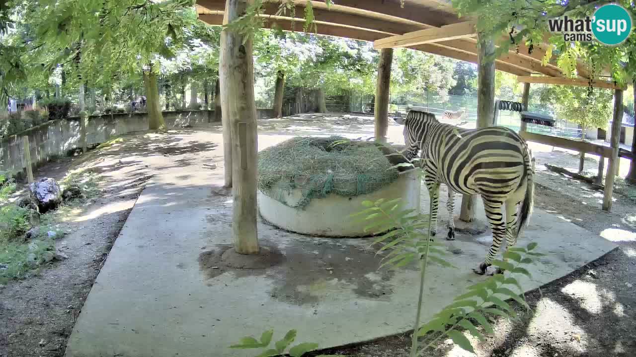 Live webcam Zebras in Ljubljana ZOO – Slovenia