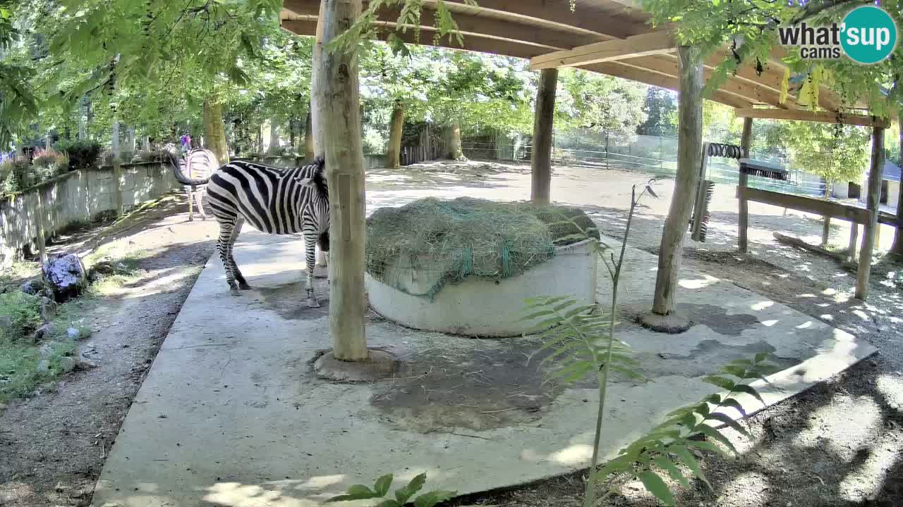 Zebre v živo v živalskem vrtu Ljubljana ZOO spletne kamere