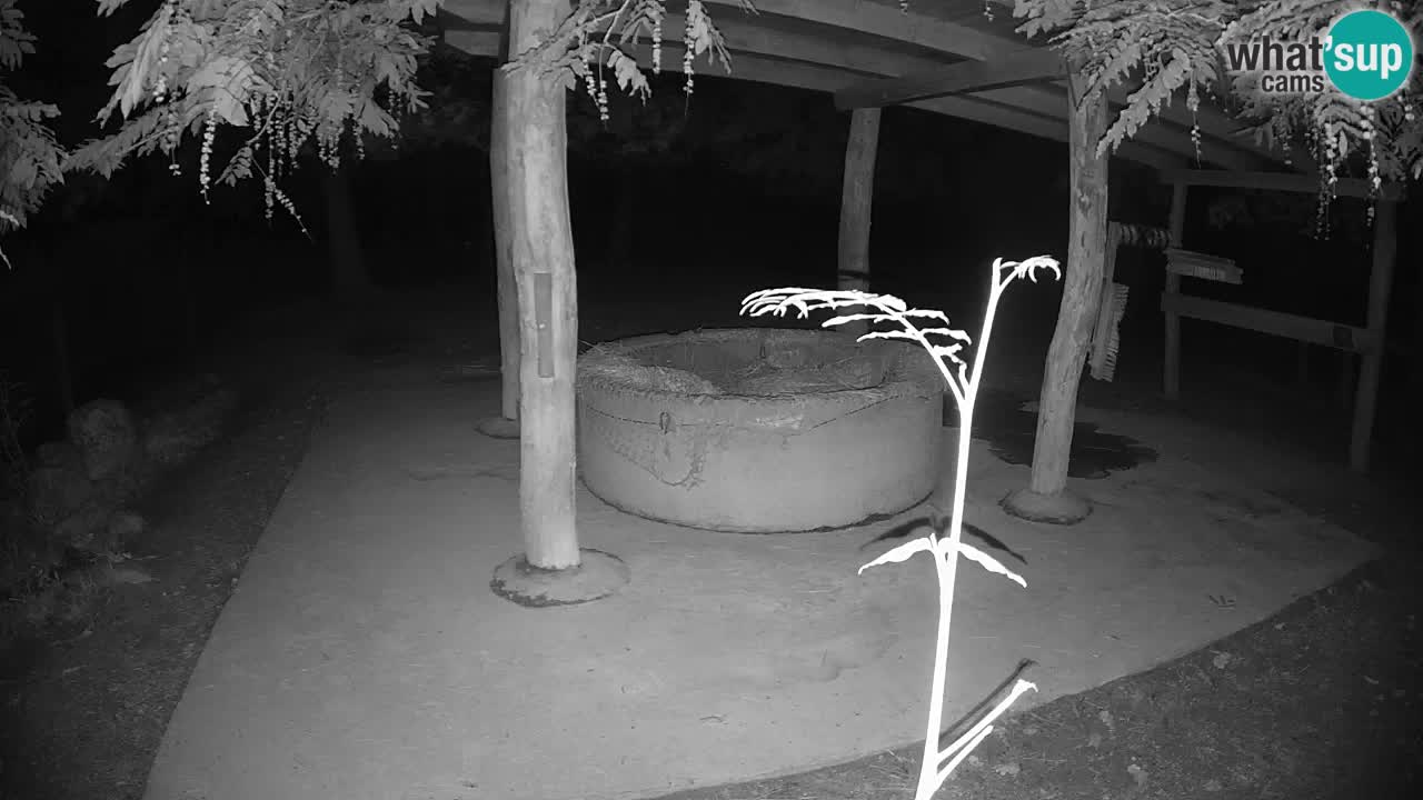 Live webcam Zebras in Ljubljana ZOO – Slovenia