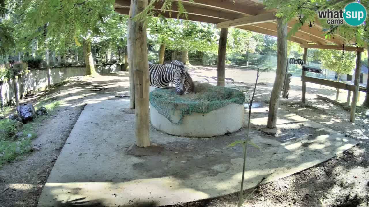 Web kamera uživo Zebras u ZOO Ljubljana – Slovenija