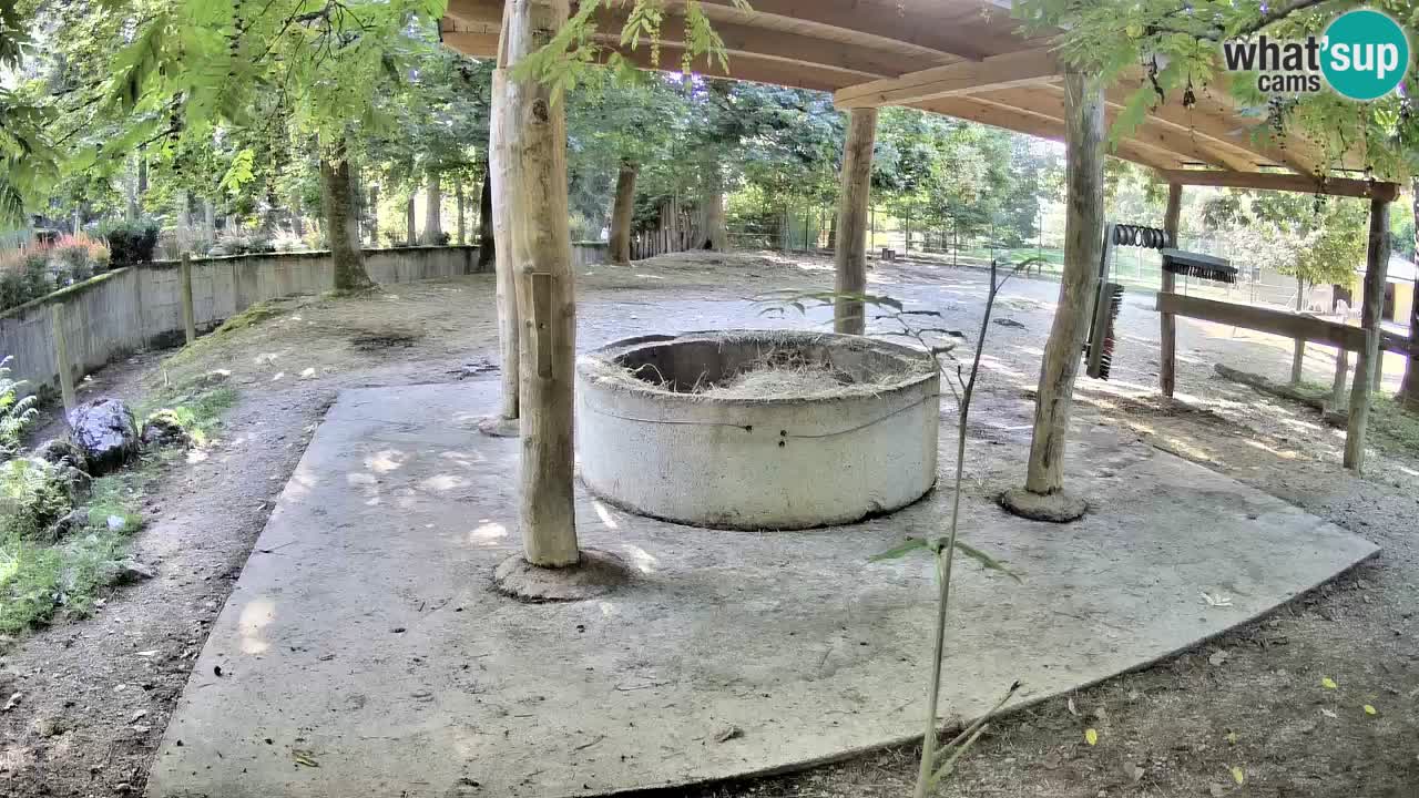 Zebre v živo v živalskem vrtu Ljubljana ZOO spletne kamere