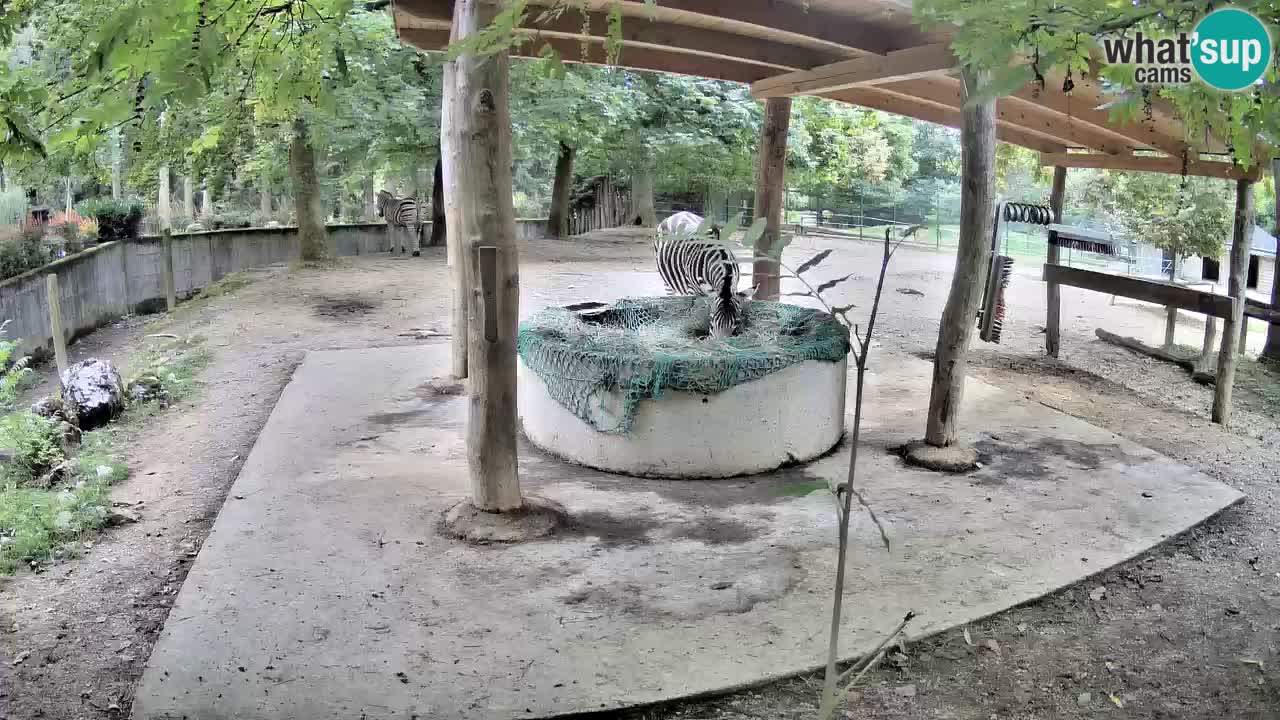 Live webcam Zebras in Ljubljana ZOO – Slovenia