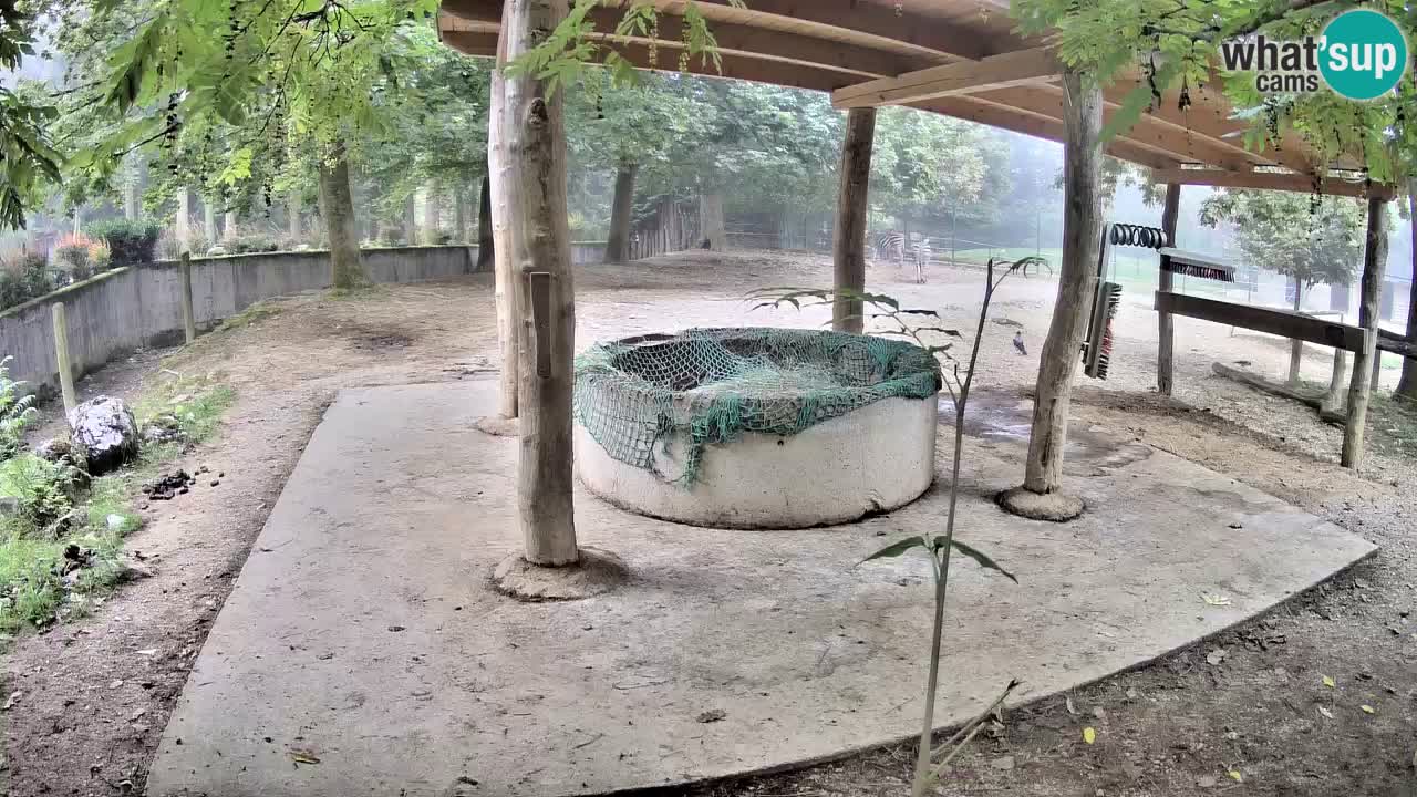 Web kamera uživo Zebras u ZOO Ljubljana – Slovenija