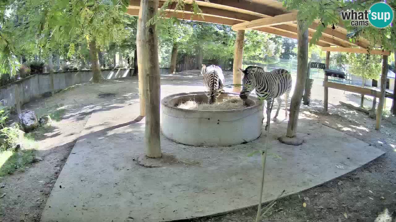 Live webcam Les zèbres in Ljubljana ZOO – Slovénie