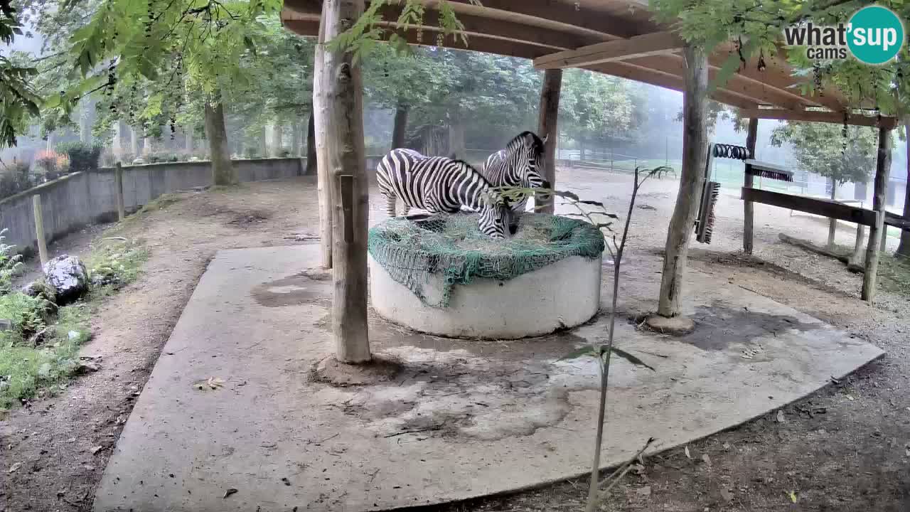 Camera en vivo Cebras in Ljubljana ZOO – Eslovenia