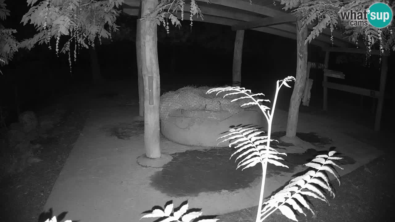 Zebre v živo v živalskem vrtu Ljubljana ZOO spletne kamere