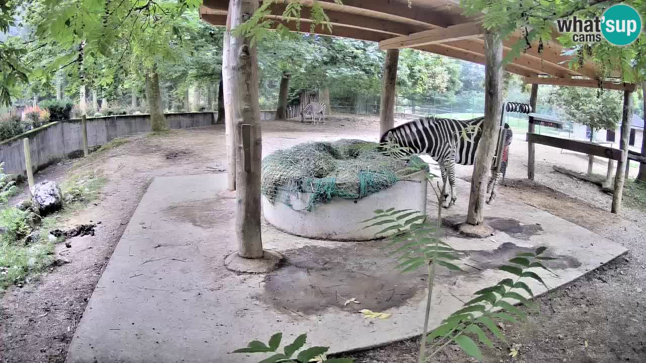 Le Zebre nello ZOO di Ljubljana – Slovenia Live webcam