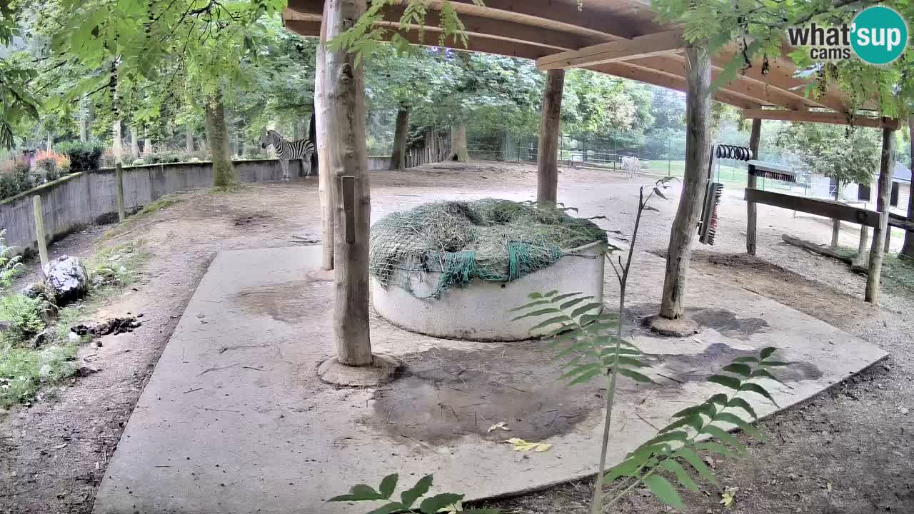 Live webcam Les zèbres in Ljubljana ZOO – Slovénie