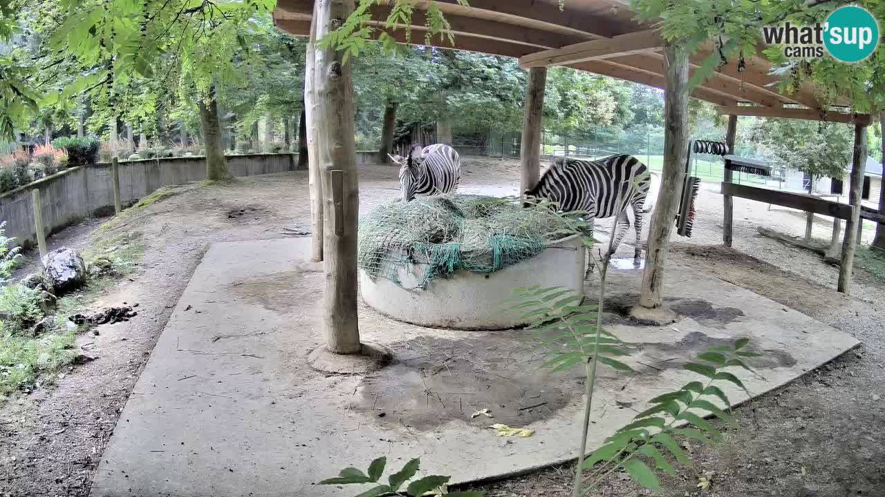 Live webcam Zebras in Ljubljana ZOO – Slovenia