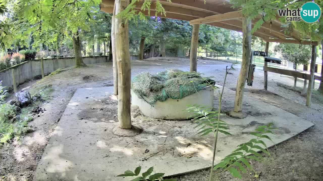 Live Webcam Zebras in Ljubljana ZOO – Slowenien