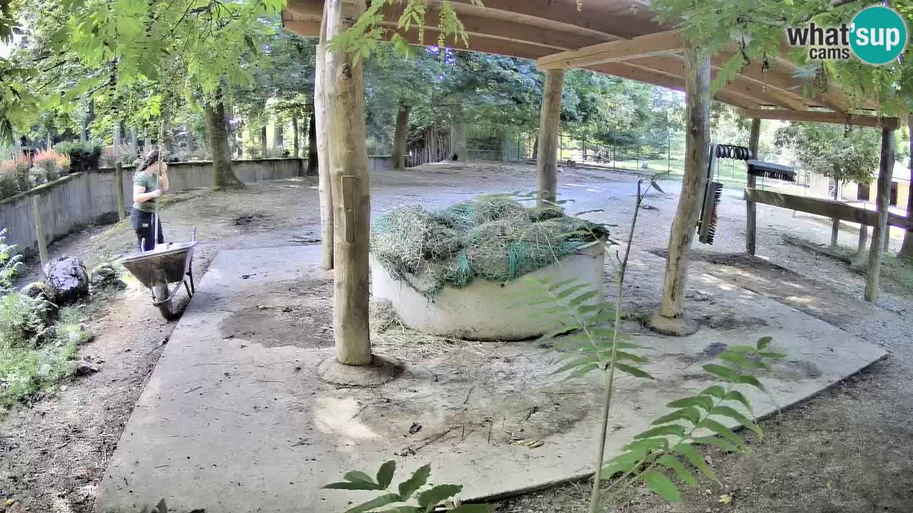 Le Zebre nello ZOO di Ljubljana – Slovenia Live webcam