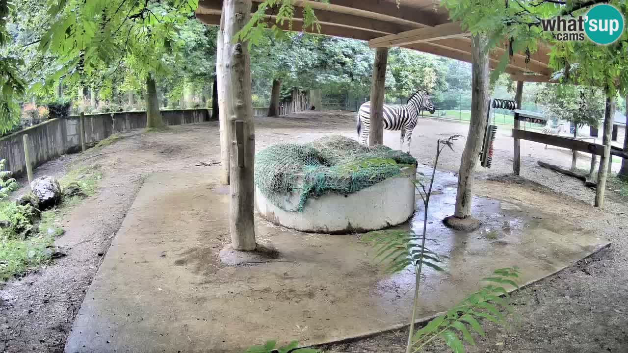 Live webcam Les zèbres in Ljubljana ZOO – Slovénie