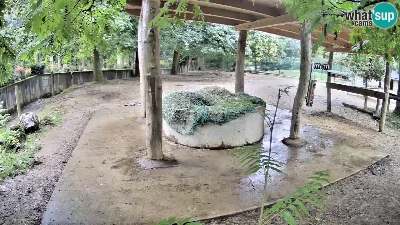 Live webcam Zebras in Ljubljana ZOO – Slovenia