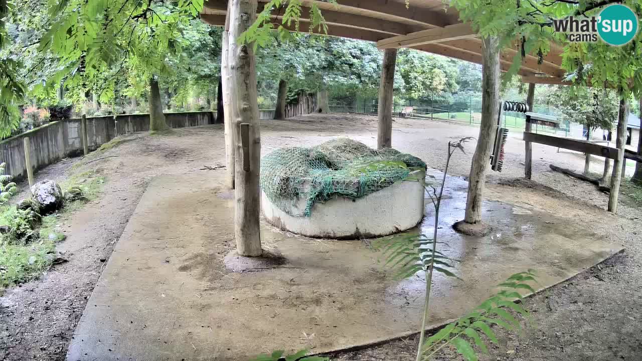 Live webcam Les zèbres in Ljubljana ZOO – Slovénie