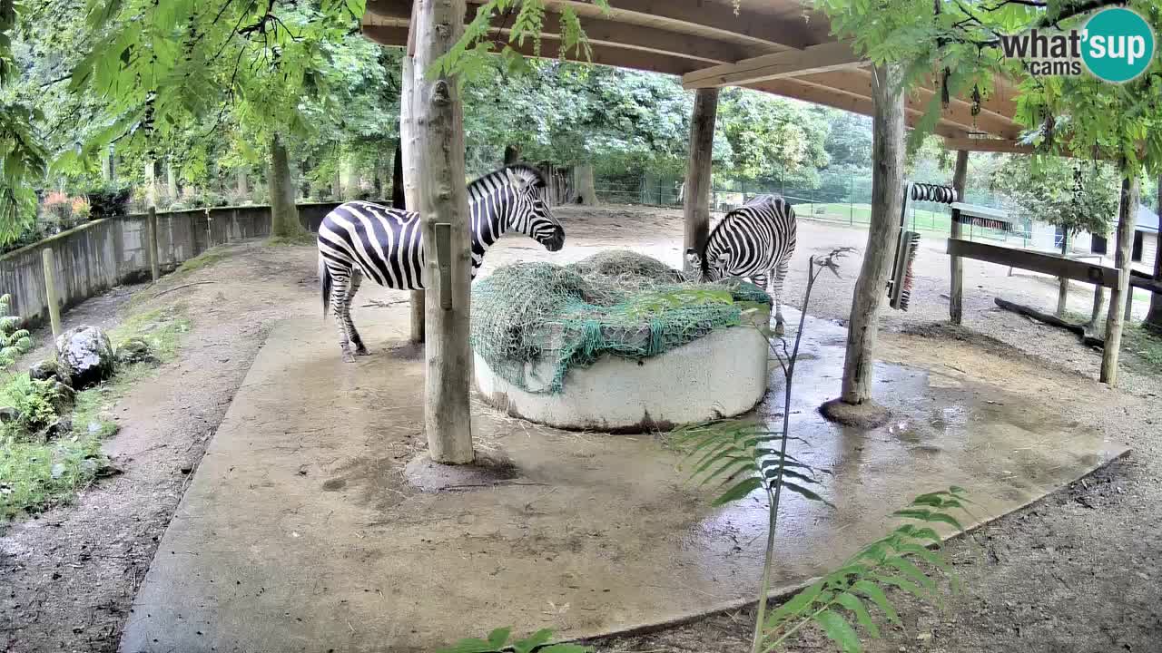 Live webcam Zebras in Ljubljana ZOO – Slovenia