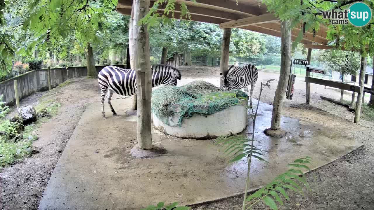Live webcam Les zèbres in Ljubljana ZOO – Slovénie