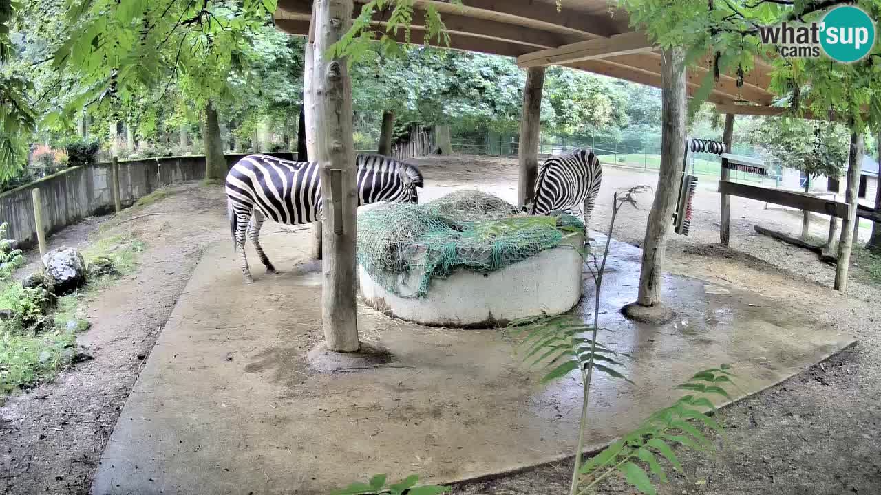 Live webcam Zebras in Ljubljana ZOO – Slovenia