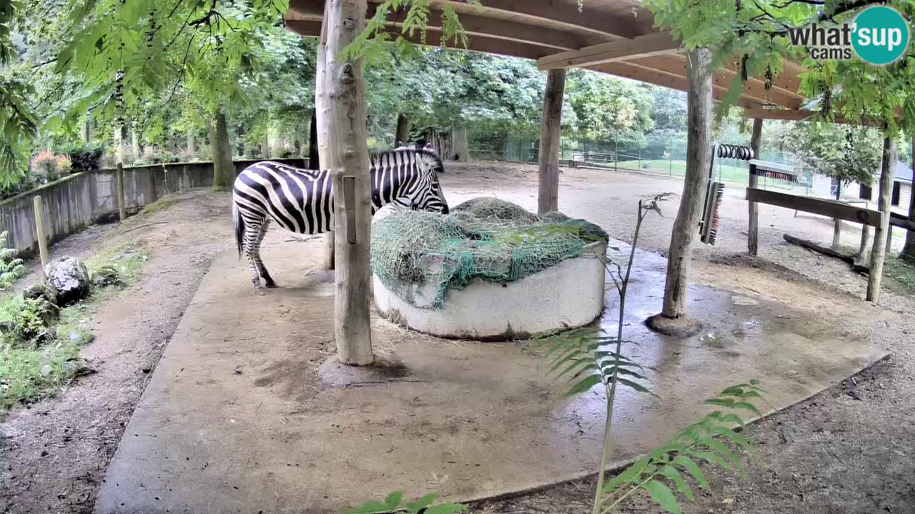 Live webcam Les zèbres in Ljubljana ZOO – Slovénie