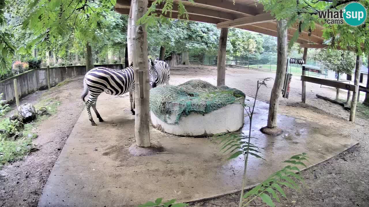 Le Zebre nello ZOO di Ljubljana – Slovenia Live webcam