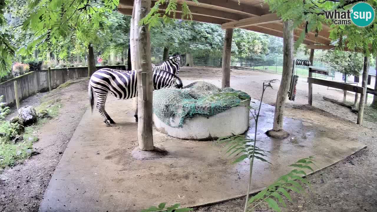 Live webcam Les zèbres in Ljubljana ZOO – Slovénie
