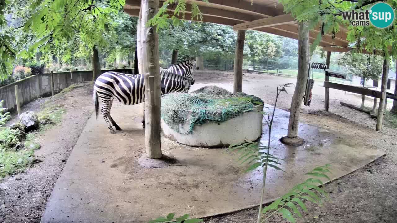 Live webcam Les zèbres in Ljubljana ZOO – Slovénie