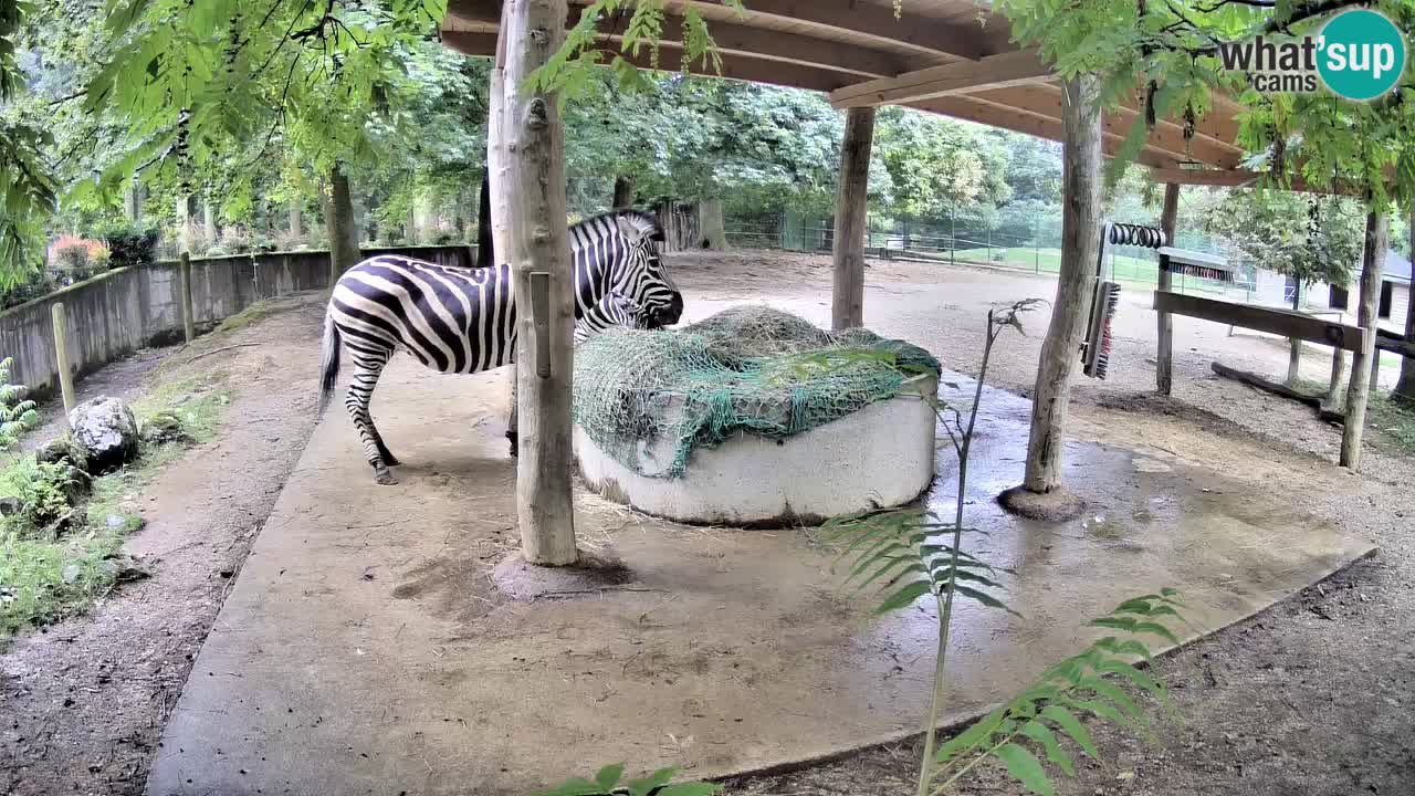 Live webcam Zebras in Ljubljana ZOO – Slovenia