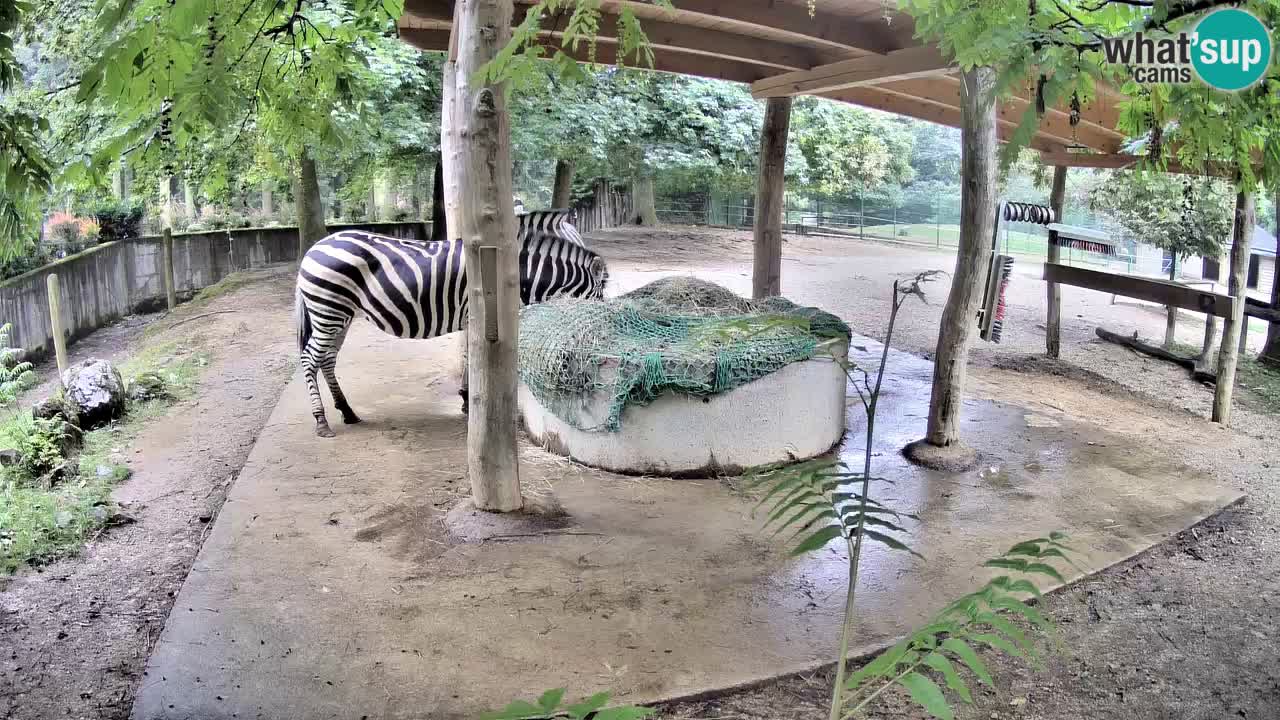 Live webcam Zebras in Ljubljana ZOO – Slovenia