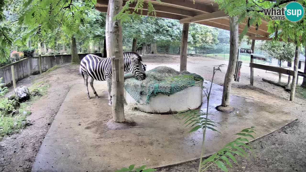 Live Webcam Zebras in Ljubljana ZOO – Slowenien
