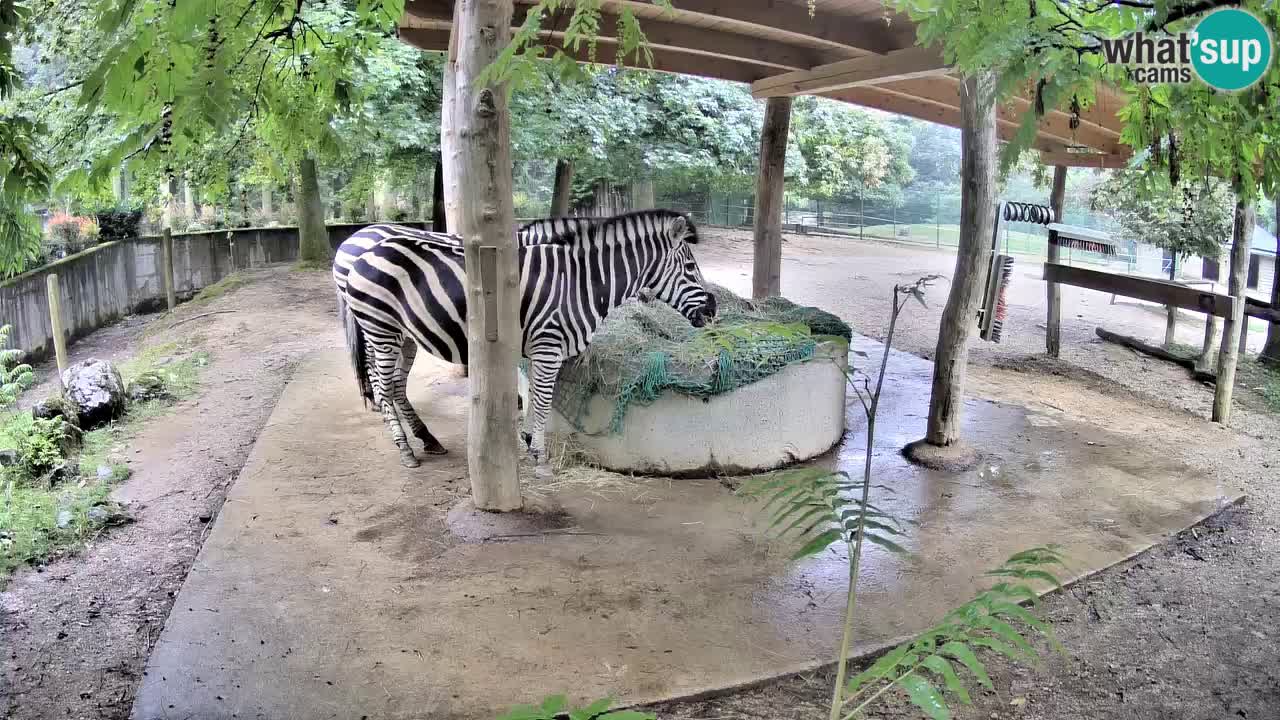 Live Webcam Zebras in Ljubljana ZOO – Slowenien