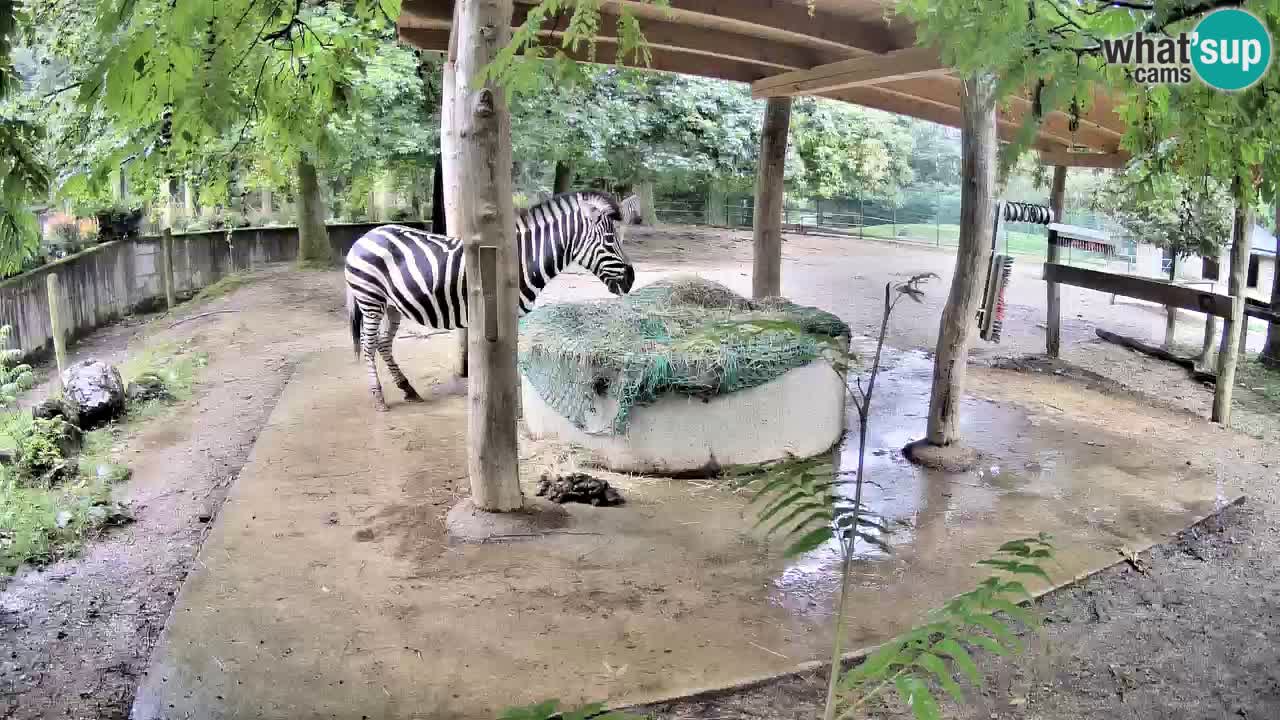 Live Webcam Zebras in Ljubljana ZOO – Slowenien