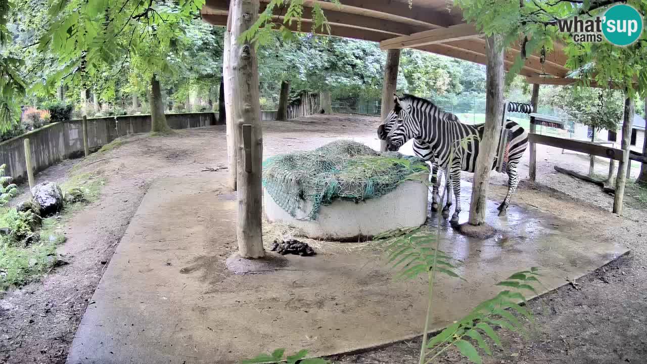 Live webcam Zebras in Ljubljana ZOO – Slovenia