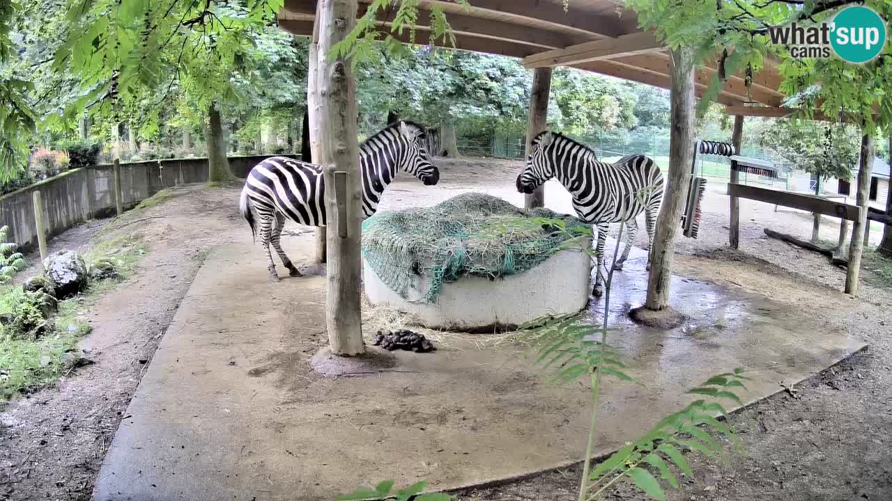 Web kamera uživo Zebras u ZOO Ljubljana – Slovenija