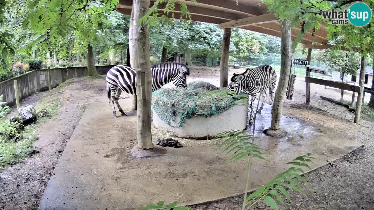 Web kamera uživo Zebras u ZOO Ljubljana – Slovenija