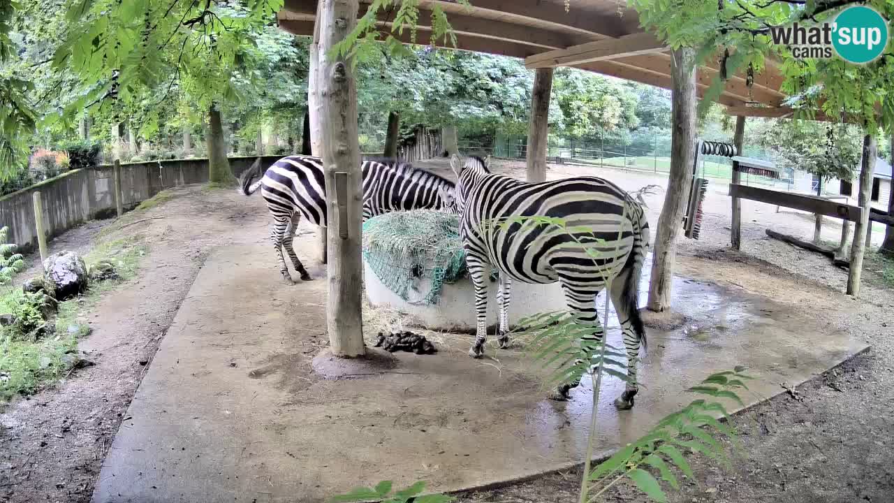Web kamera uživo Zebras u ZOO Ljubljana – Slovenija