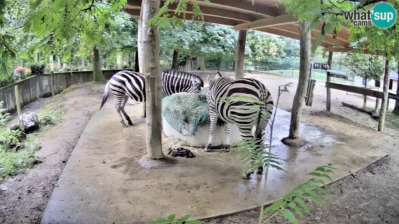 Web kamera uživo Zebras u ZOO Ljubljana – Slovenija